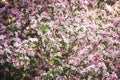 A flowering branch of a decorative apple tree of the Ola variety. Beautiful dark pink flowers. A sunny spring day Royalty Free Stock Photo