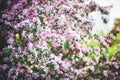 A flowering branch of a decorative apple tree of the Ola variety. Beautiful dark pink flowers. A sunny spring day Royalty Free Stock Photo