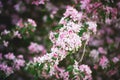 A flowering branch of a decorative apple tree of the Ola variety. Beautiful dark pink flowers. A sunny spring day Royalty Free Stock Photo