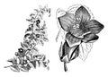 Flowering Branch, Detached Flower, and Leaf of Maurandya Scandens vintage illustration Royalty Free Stock Photo