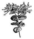 Flowering Branch and Detached Flowers of Lonicera Flexuosa vintage illustration