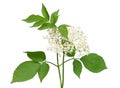 Flowering branch of elderberry Sambucus nigra with leaves isolated on white background Royalty Free Stock Photo