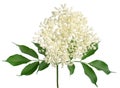 Flowering branch of elderberry Sambucus nigra with leaves isolated on white background Royalty Free Stock Photo