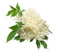 Flowering branch of elderberry Sambucus nigra with leaves isolated on white background Royalty Free Stock Photo