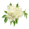 Flowering branch of elderberry Sambucus nigra with leaves isolated on white background Royalty Free Stock Photo