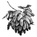 Flowering Branch of Fraxinus Ornus Manna Ash vintage illustration