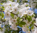 Flowering branch of fruit tree background with a scattering of beautiful white flowers