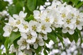 Flowering branch of fruit tree background with a scattering of beautiful white flowers