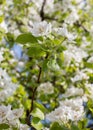 Flowering branch of fruit tree background with a scattering of beautiful white flowers and nice bokeh