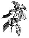 Flowering Branch of Fuchsia Fulgens vintage illustration