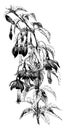 Flowering Branch of Fuchsia Macrostema Pumila vintage illustration