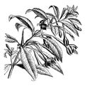 Flowering Branch of Fuchsia Serratifolia vintage illustration