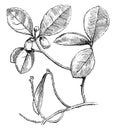 Flowering Branch of Gaultheria Procumbens Creeping Wintergreen vintage illustration