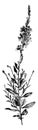 Flowering Branch of Gaura Lindheimeri vintage illustration