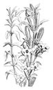 Flowering Branch of Gentiana Affinis vintage illustration