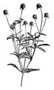 Flowering Branch of Gomphrena Globosa vintage illustration