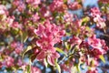Flowering branch of the Heavenly pink apple tree Royalty Free Stock Photo