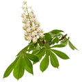 Flowering branch of horse-chestnut tree Aesculus hippocastanum, isolated on white background Royalty Free Stock Photo