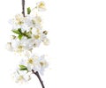 Flowering branch isolated on white background. Floral border. Cherry Plum. Selective focus Royalty Free Stock Photo