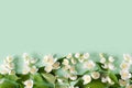 Flowering branch of jasmine on green background. white flowers philadelphus. decorative frame for tea, natural cosmetics, porumeri Royalty Free Stock Photo