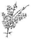 Flowering Branch of Jasminum Nudiflorum vintage illustration