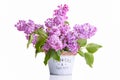 Flowering branch of lilac in a decorative bucket