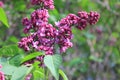 Flowering branch of lilac.