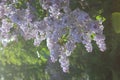 Flowering branch of lilac.