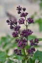 Beautiful bunch of lilac closeup Royalty Free Stock Photo