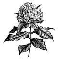 Flowering Branch of Luculia Gratissima vintage illustration Royalty Free Stock Photo