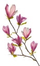 Flowering branch of magnolia Royalty Free Stock Photo