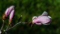 Flowering branch of magnolia in the garden.