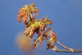 Flowering branch of maple against the blue sky Royalty Free Stock Photo