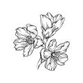 Flowering branch, monochrome floral design element hand drawn vector Illustration Royalty Free Stock Photo