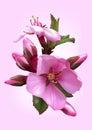 Flowering branch of Nanking Cherry Royalty Free Stock Photo