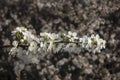 Flowering branch with natural bokeh effect