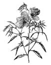 Flowering Branch of Oenothera Speciosa vintage illustration