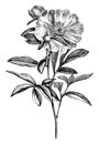 Flowering Branch of Paeonia Albiflora vintage illustration