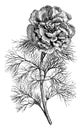 Flowering Branch of Paeonia Tenuifolia Flore-Pleno vintage illustration