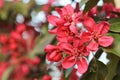 The flowering branch of the Paradise apple tree.