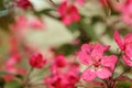 The flowering branch of the Paradise apple tree.