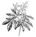 Flowering Branch of Pavia Rubra vintage illustration