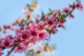 Flowering branch of a peach on a blue sky