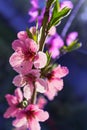 Flowering branch of a peach on a blurred background