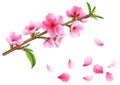 Flowering branch of peach. Vector.