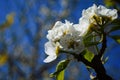 Flowering branch of pear. blooming spring garden. Flowers pear close-up. Pear blossom Royalty Free Stock Photo