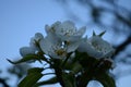 Flowering branch of pear. blooming spring garden. Flowers pear close-up. Pear blossom Royalty Free Stock Photo