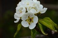 Flowering branch of pear. blooming spring garden. Flowers pear close-up. Pear blossom Royalty Free Stock Photo