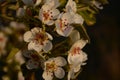 Flowering branch of pear. blooming spring garden. Flowers pear close-up. Pear blossom Royalty Free Stock Photo