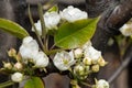 Flowering branch of pear. blooming spring garden. Flowers pear close-up. Pear blossom in early spring Royalty Free Stock Photo